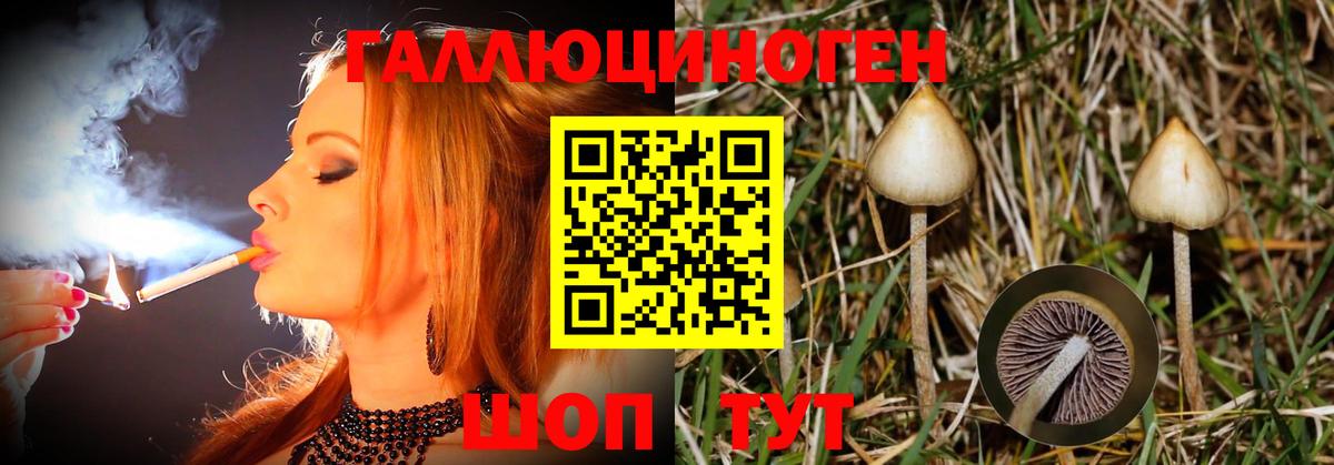 Галлюциногенные грибы Psilocybine cubensis Мариинск